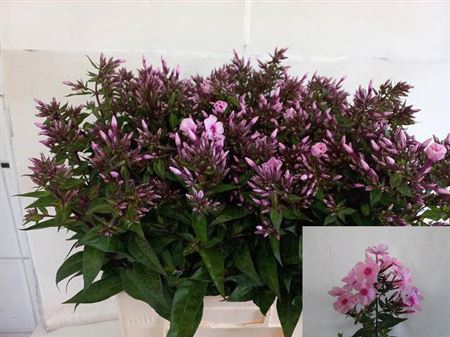 <h4>Phlox P Brave Eyes</h4>