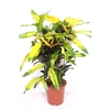Codiaeum Codiaeum variegatum kleinb