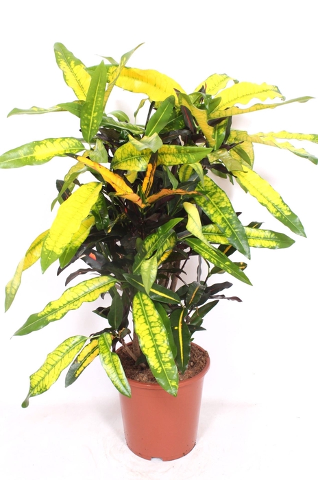 Codiaeum Codiaeum variegatum kleinb