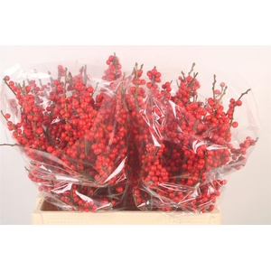 Ilex Verticilata Red