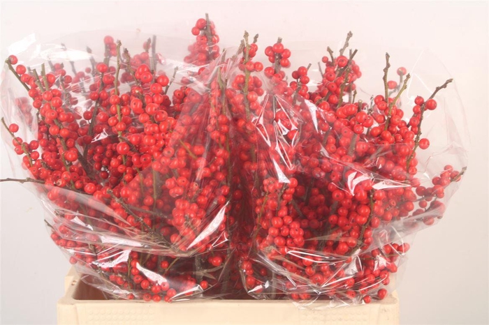 <h4>Ilex Verticilata Red</h4>