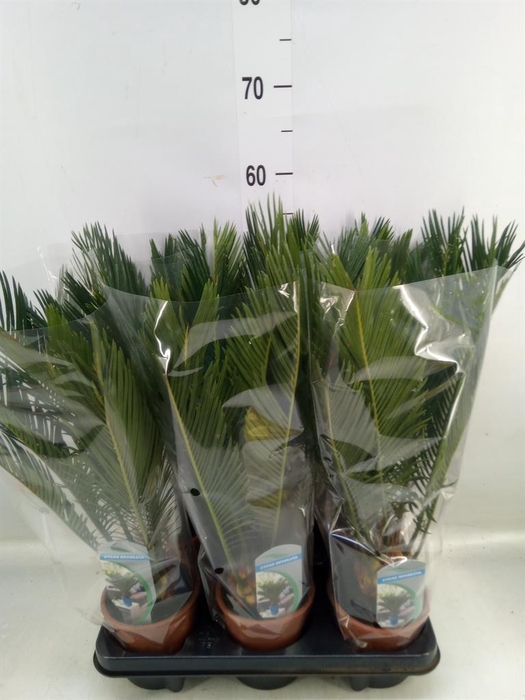 <h4>Cycas revoluta</h4>