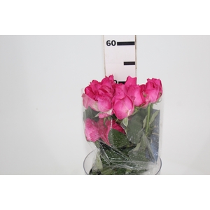 ROSA CHERRY AVALANCHE 050 CM PINK