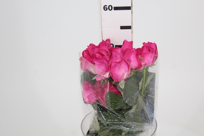 <h4>ROSA CHERRY AVALANCHE 050 CM PINK</h4>