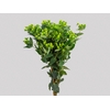 HYPERICUM MAGICAL GREEN REVIVAL 060 CM VERDE