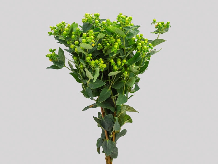 <h4>HYPERICUM MAGICAL GREEN REVIVAL 060 CM VERDE</h4>