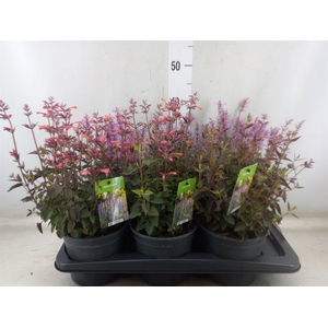 Agastache   ...