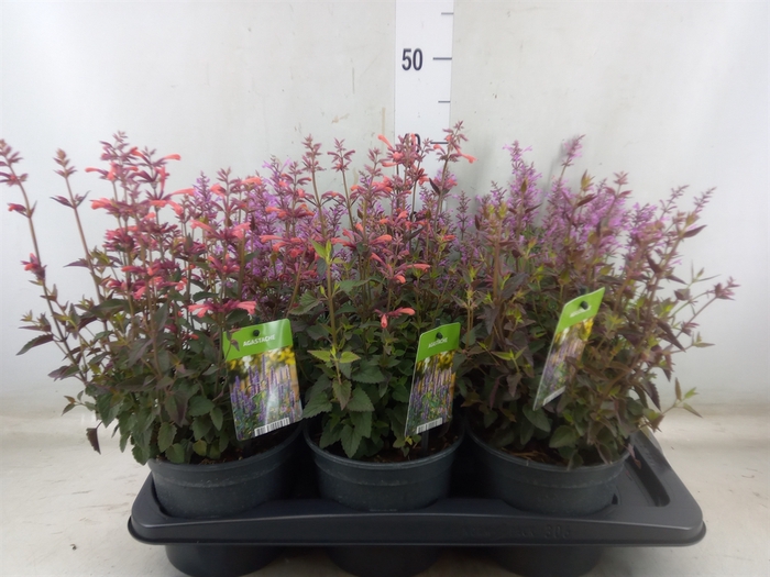 <h4>Agastache   ...</h4>