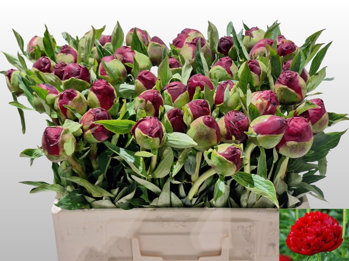 <h4>PAEO CHRISTM VELVET</h4>