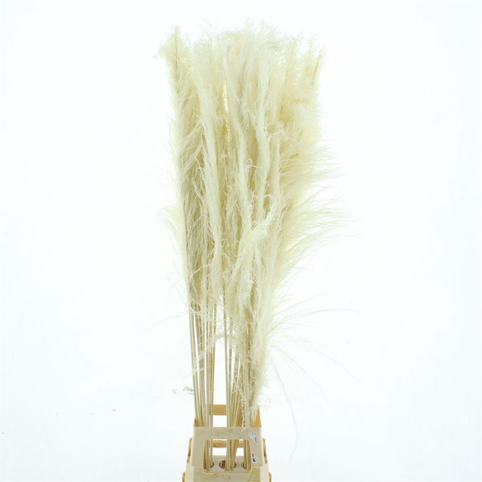 Corta Dried Bleached White