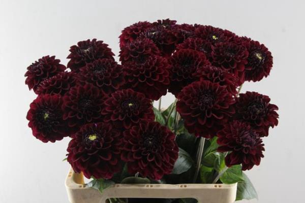<h4>Dahl Black Fox L60</h4>