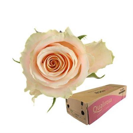 <h4>R Gr Charmant -in box</h4>