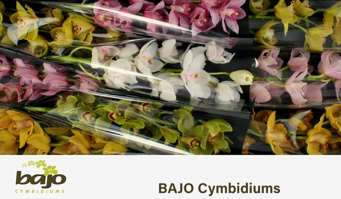 <h4>CYMB T GEM</h4>