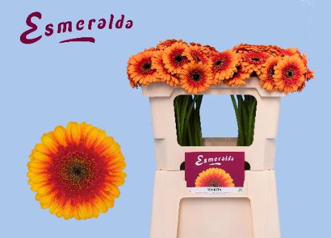 <h4>GE MI WAKITA</h4>