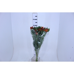 ALSTROEMERIA COCKTAIL 080 CM