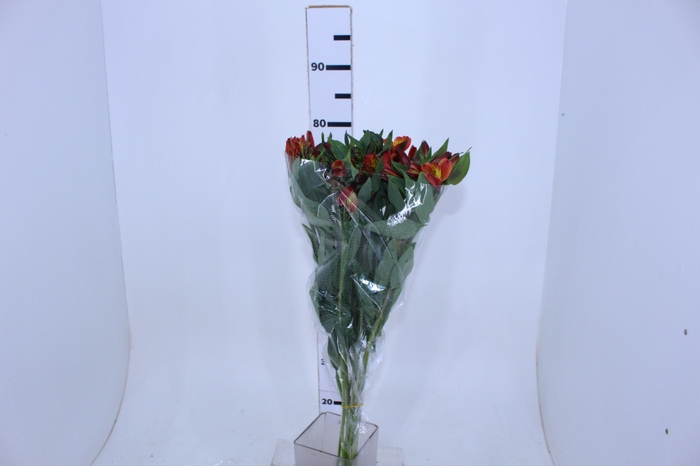 ALSTROEMERIA COCKTAIL 080 CM