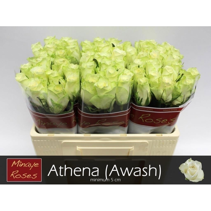 <h4>R Gr Athena</h4>