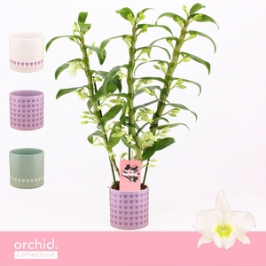 Dendrobium Nobilé, Apollon 3-spike in Horizon Love 'Orchid Collection'