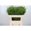 Lepidium Vir. Gwelo Green