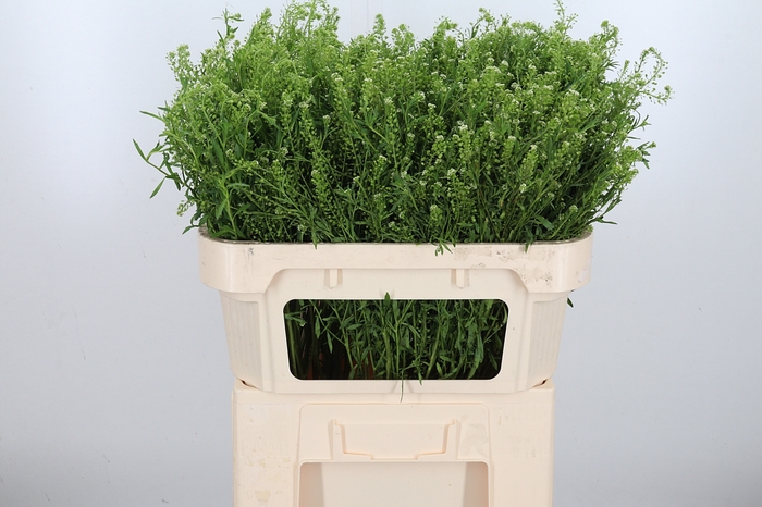 <h4>Lepidium Vir. Gwelo Green</h4>