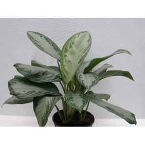 AGLAONEMA COMMUTATUM p21 silver bay