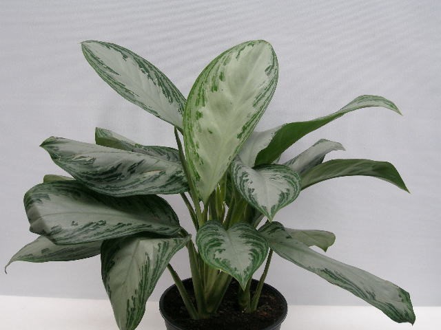 <h4>AGLAONEMA COMMUTATUM SILVER BAY P21</h4>