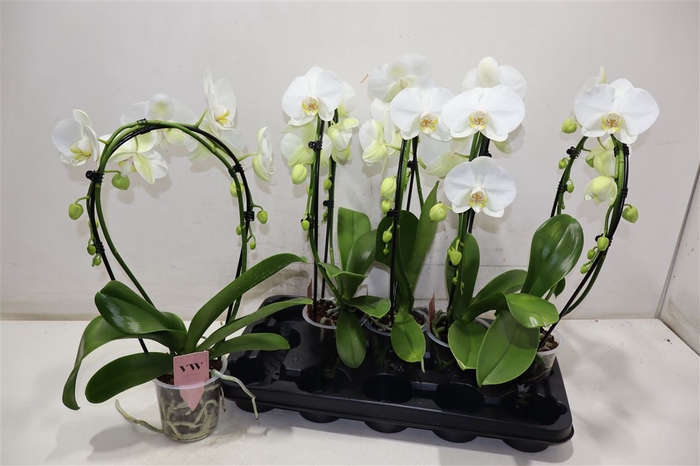 <h4>arr8 Phal An Glasgow</h4>