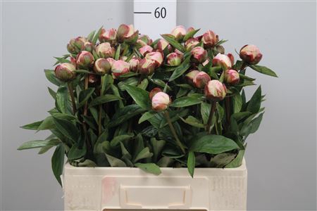 <h4>Paeo Gardenia</h4>