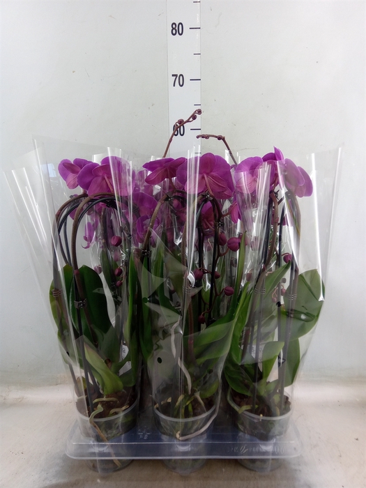 <h4>Phalaenopsis  'Elegant Cascade'</h4>