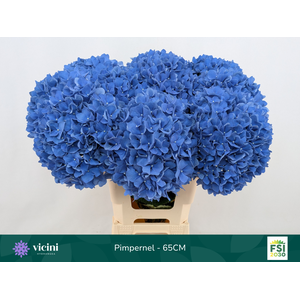 Hydr Pimpernel 65 cm Vicini
