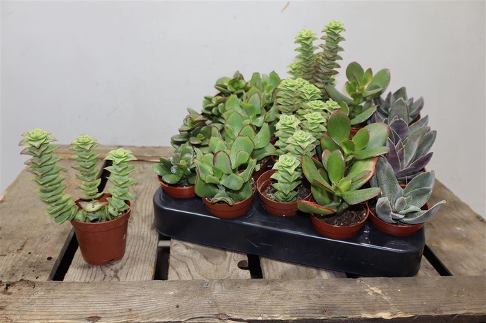 <h4>arr8 Crass Gem</h4>