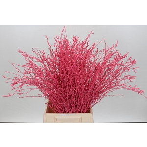 Berk Painted Coral Per Bunch