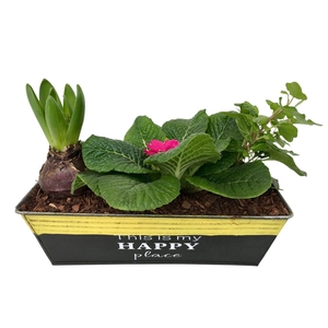 Primula Happy Zink rechthoek Prim + Hyacint + Hedera 644