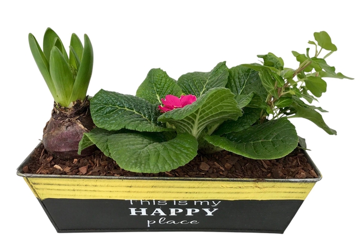 <h4>Primula Happy Zink rechthoek Prim + Hyacint + Hedera 644</h4>