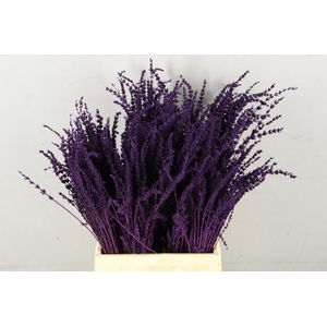 DF Lavender Bs Dark Lila