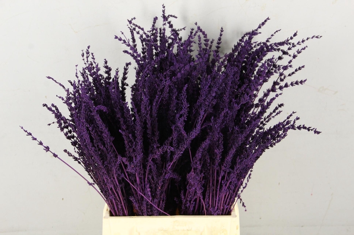 <h4>DF Lavender Bs Dark Lila</h4>