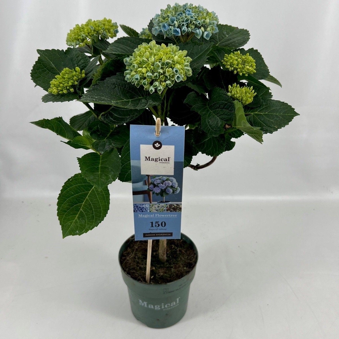 <h4>Hydrangea Magical® Flowertree Revolution blauw 14 cm 5+ kop rijp 2/3</h4>