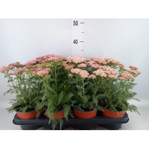 Achillea   ...