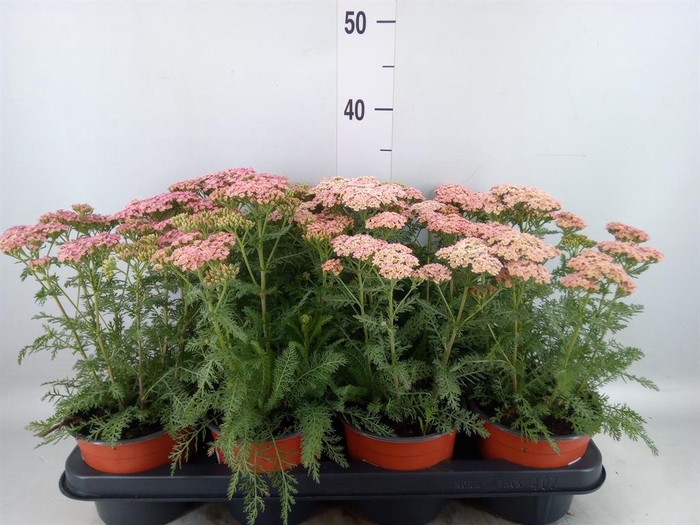 <h4>Achillea   ...</h4>