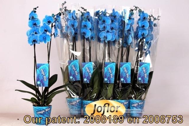 <h4>PHAL BLUE 2 TAK</h4>