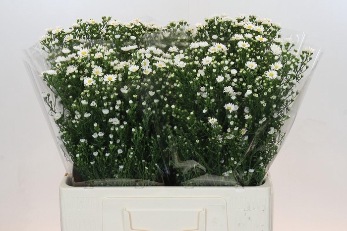 <h4>Aster Paquita</h4>