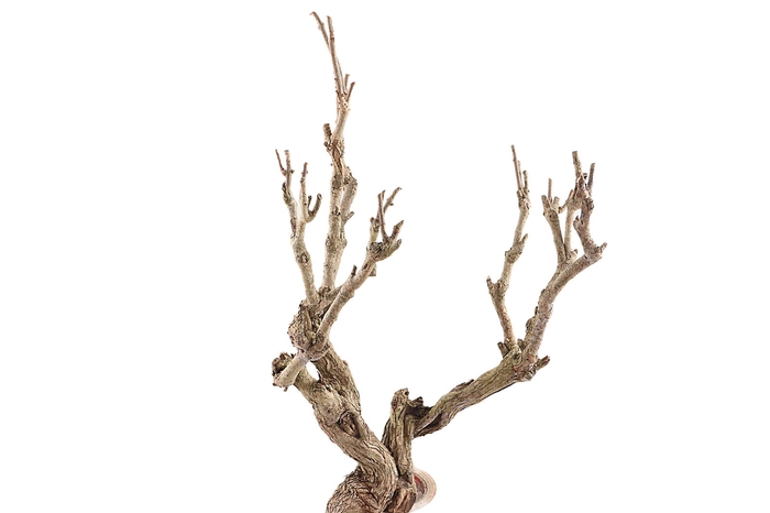 <h4>Syringa Branch Super Astorga</h4>