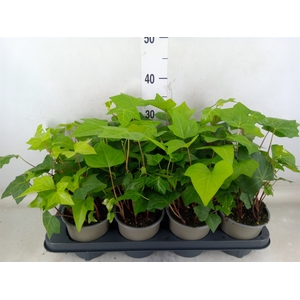 Hedera alger. 'Montgomery'
