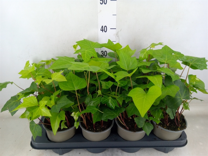 <h4>Hedera alger. 'Montgomery'</h4>