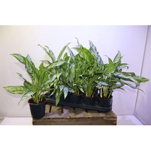 Ag Kl Silver Queen C