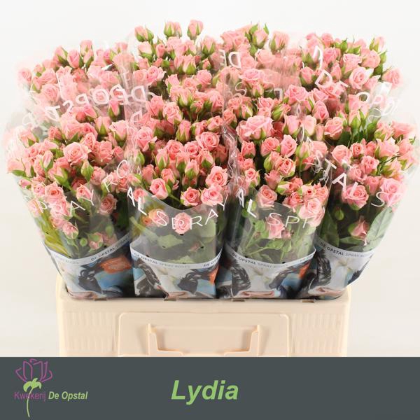 <h4>R Tr Lydia Opstal</h4>