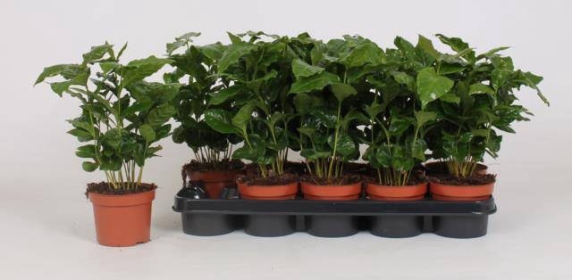 <h4>COFFEA ARABICA</h4>