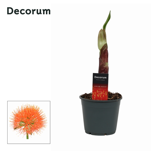 <h4>Scadoxus multiflorus (Decorum)</h4>