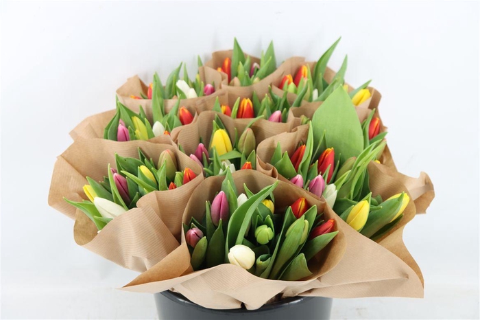 <h4>Tu En Gemengd Paper</h4>