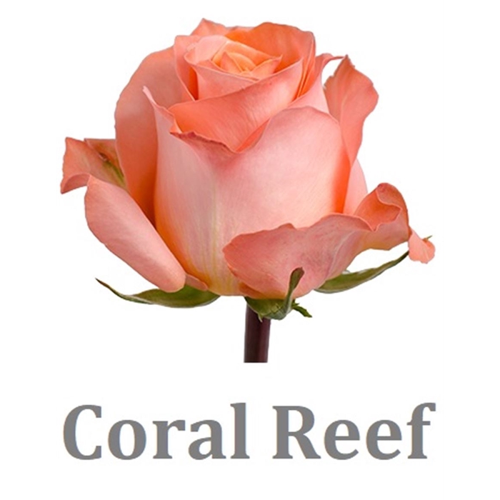 <h4>R Gr Coral Reef</h4>